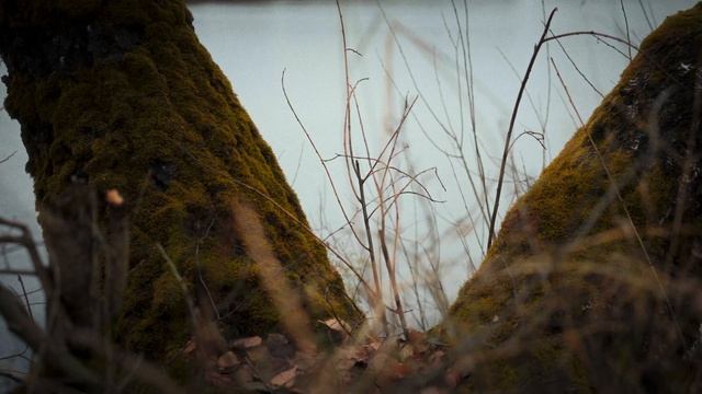 Осень. Ноябрь. VLOG