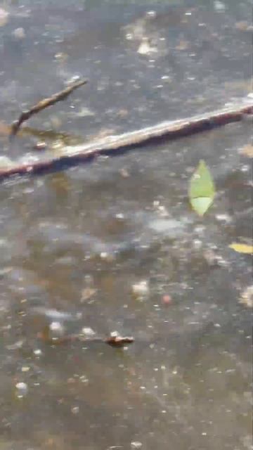 Выпускаю красивую рыбу. Синец