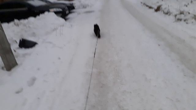 Мишка на прогулке.