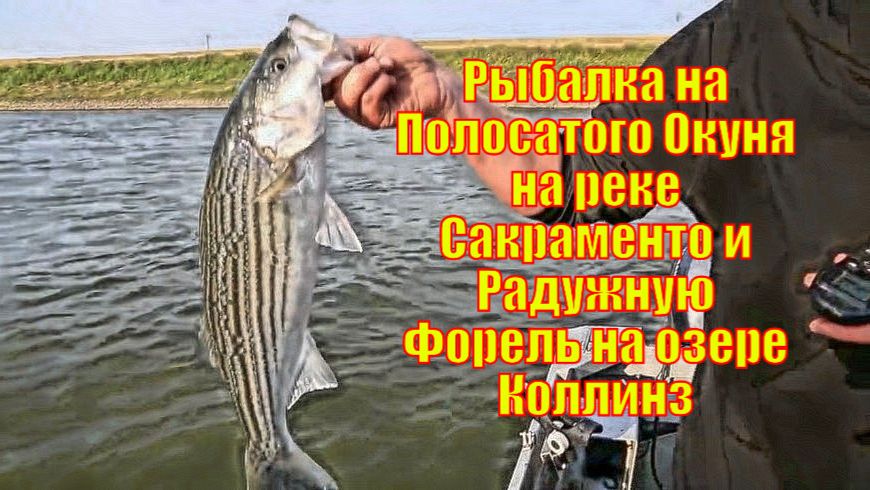Рыбалка на Полосатого Окуня на реке Сакраменто и Радужную Форель на озере Коллинз