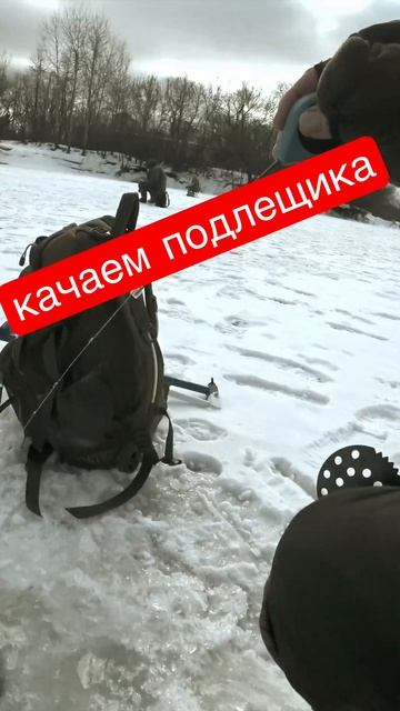 Как раскачать подлещика