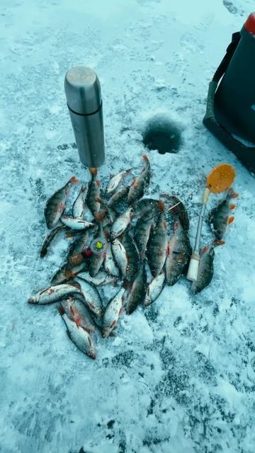 Первая рыбалка на первом льду. Окуня море на гвоздешарик, веснянку и балду