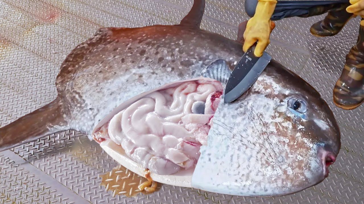 Потрясающий лов рыбы-луны, навыки разделки гигантской рыбы-луны, желе из рыбы-луны