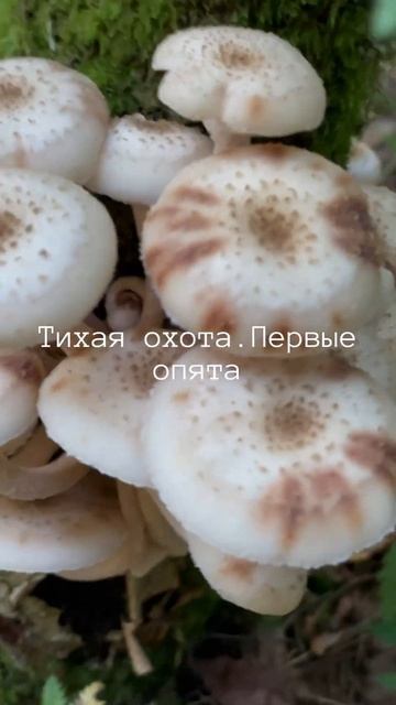 Первые грибы опята. Грибная разведка