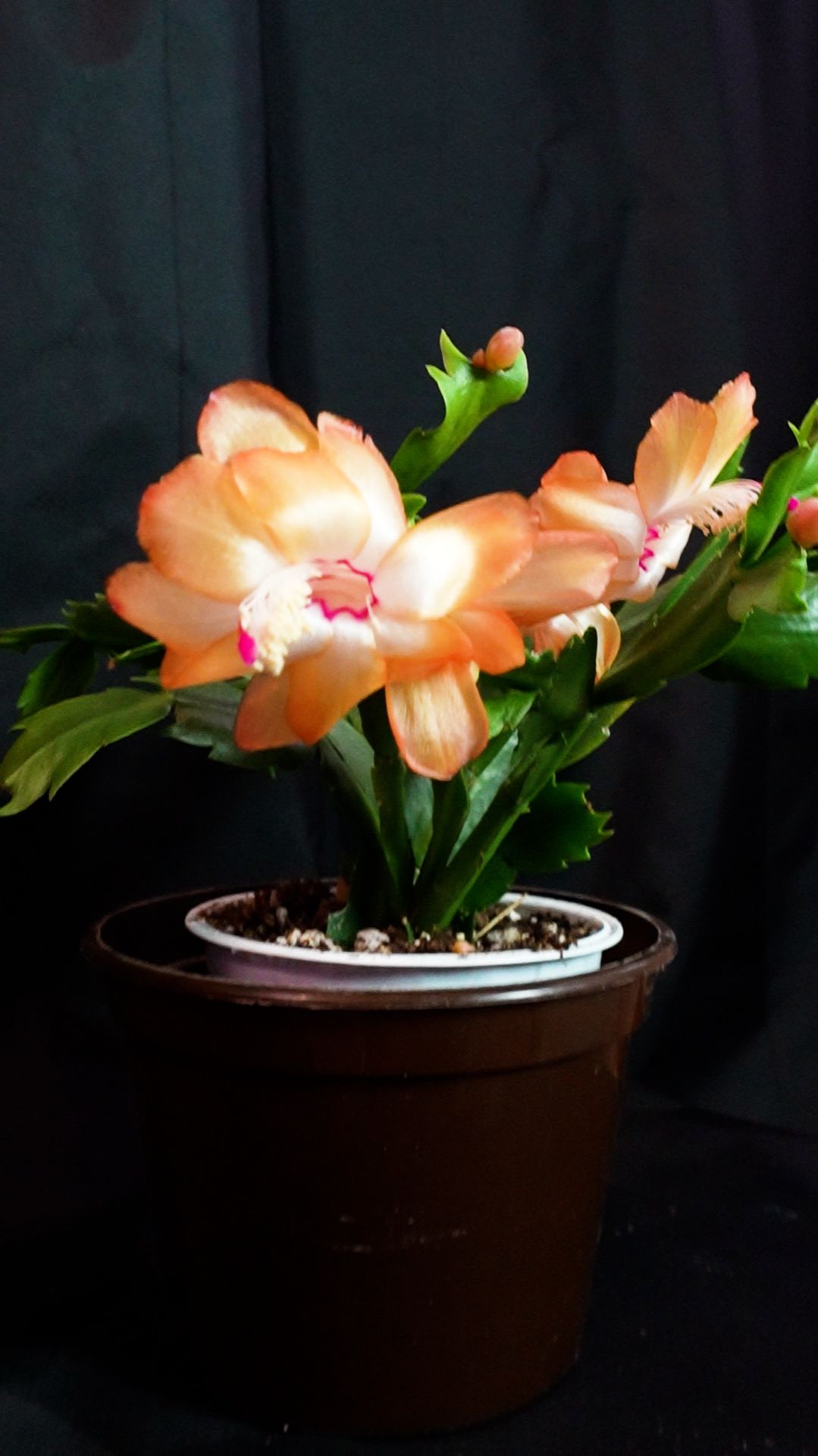 Шлюмбергера Sol Brazil желтый декабрист #шлюмбергера #SolBrazil #цветы #желтыецветы  #декабрист