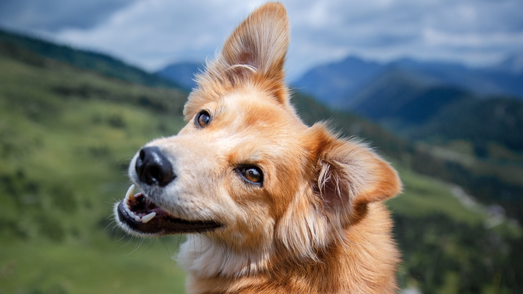 Roblox с комментариями ,выживание  Рэкса 2 серия