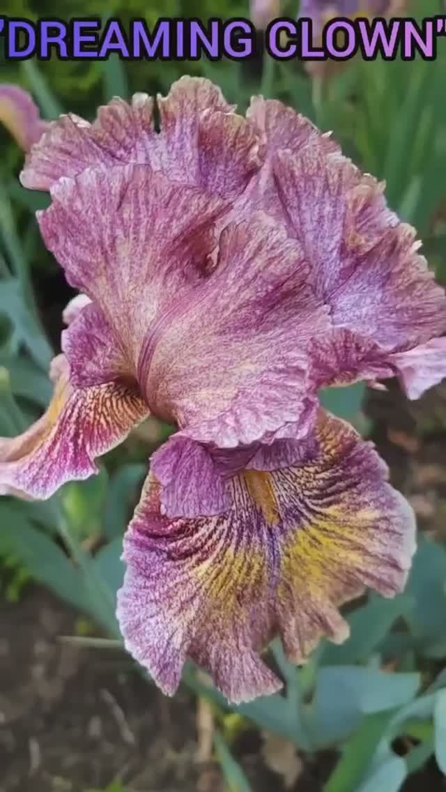 ирис 'Dreaming Clown' (Muska, 1999)