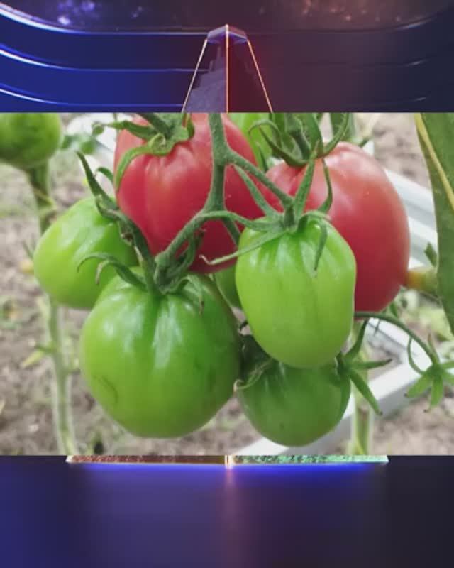 Томат Алматинский красный тюльпан  т. 89229284031