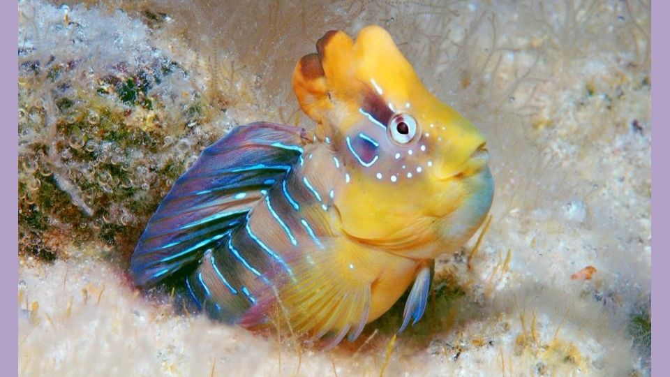 ОБИТАТЕЛИ ЧЁРНОГО МОРЯ: Живёт в Чёрном море собака