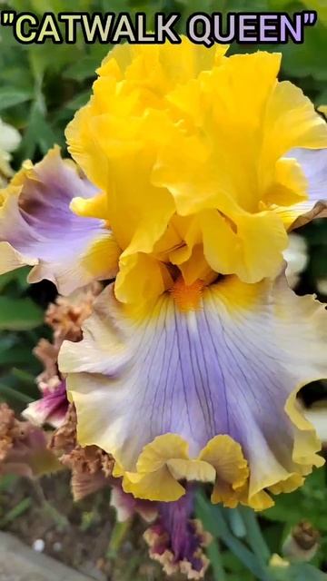 ирис 'Catwalk Queen' (Thomas Johnson, R. 2011)