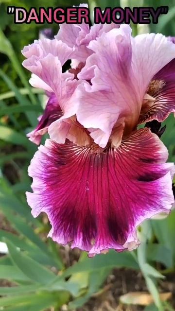 ирис 'Danger Money' (Barry Blyth, R. 2009)