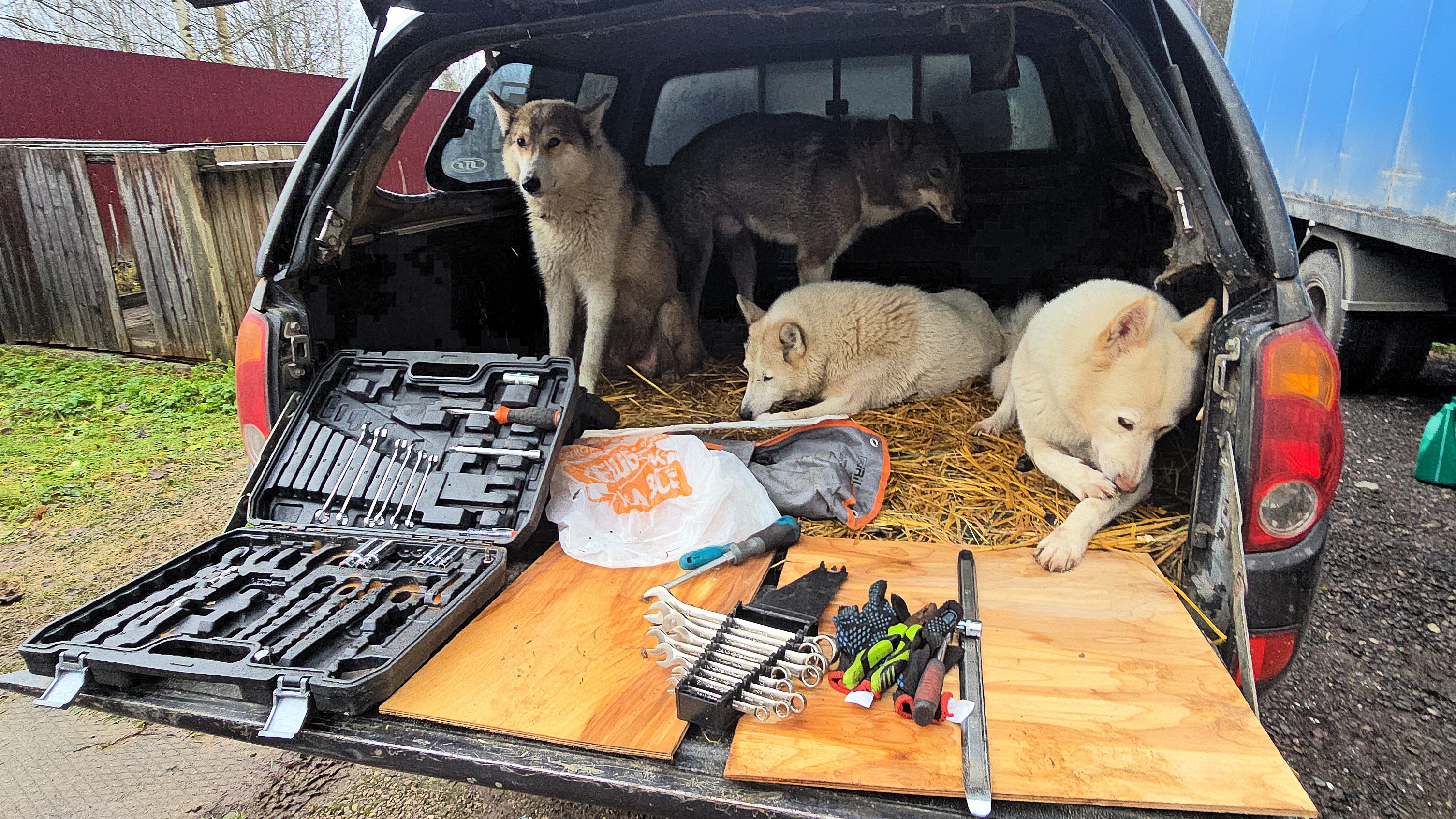 Лайки помощники