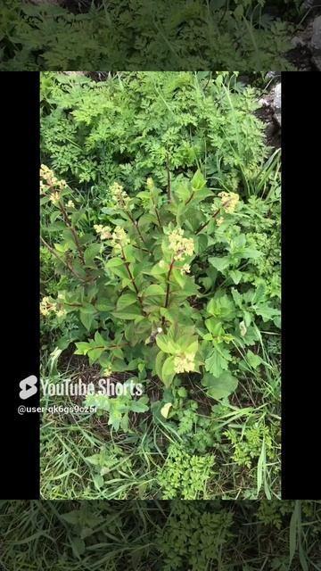 Ленинградская область. Хвойное. 20.07.2024. Дача. Гортензия в цветоносах. Четырехлетняя