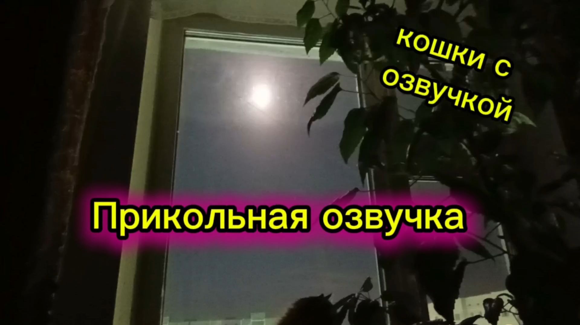 Кошки с озвучкой.