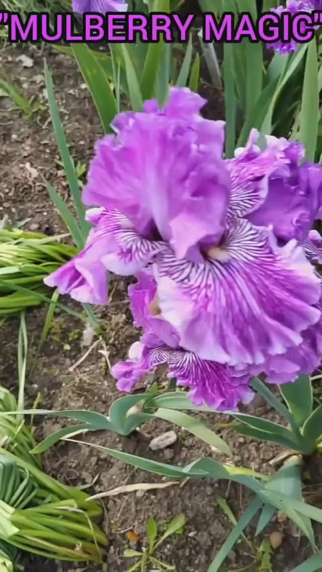ирис 'Mulberry Magic' (Barry Blyth, 2009)