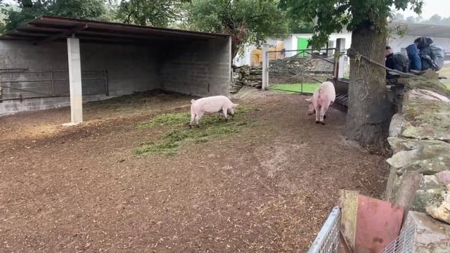 Путь Святого Якова. От Портомарин до Палас-де-Рей.  День второй