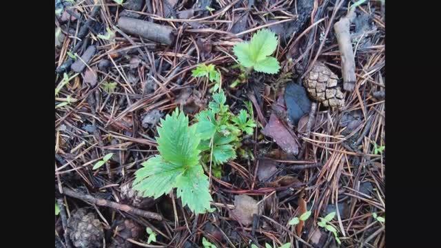 Почему не плодоносит клубника 2