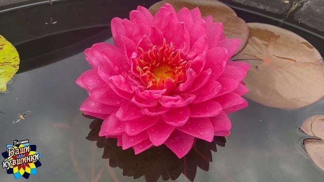 Нимфея Matvey (Матвей) кувшинка, waterlily, водные растения, пруд