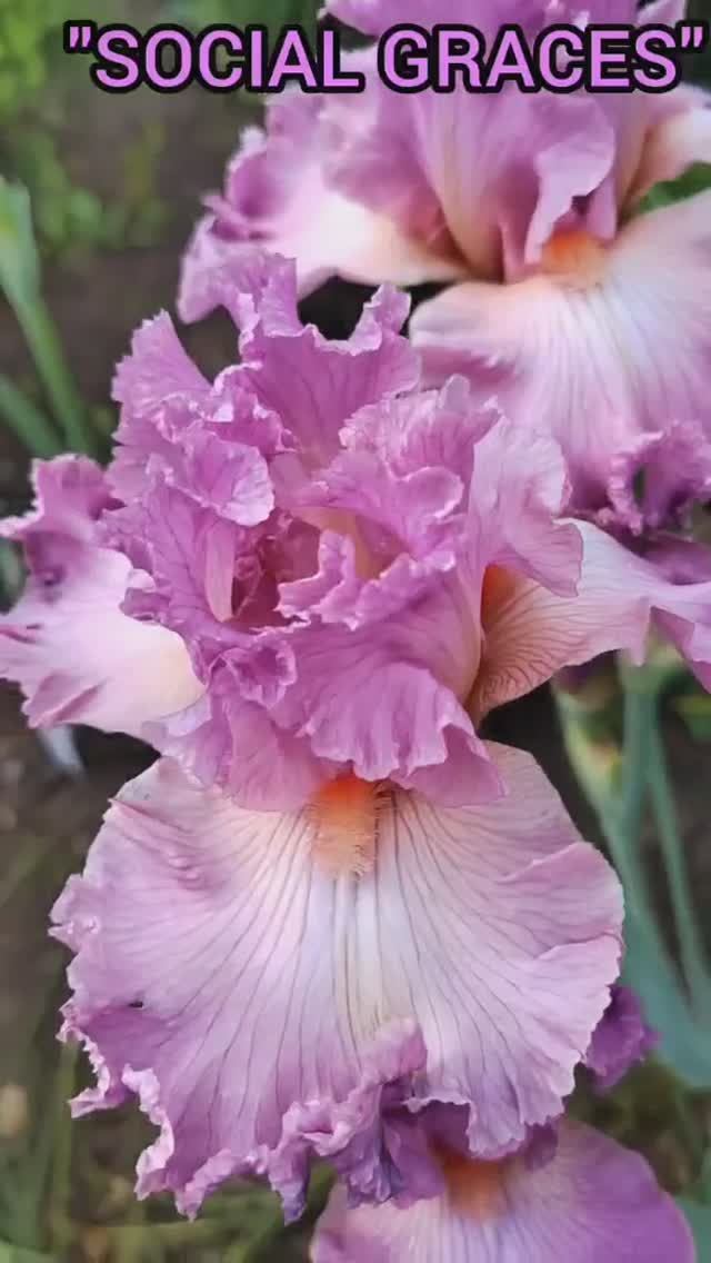 ирис 'Social Graces' (K. Keppel, 2000)