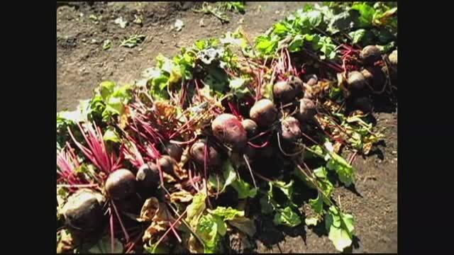 Выращивание свеклы