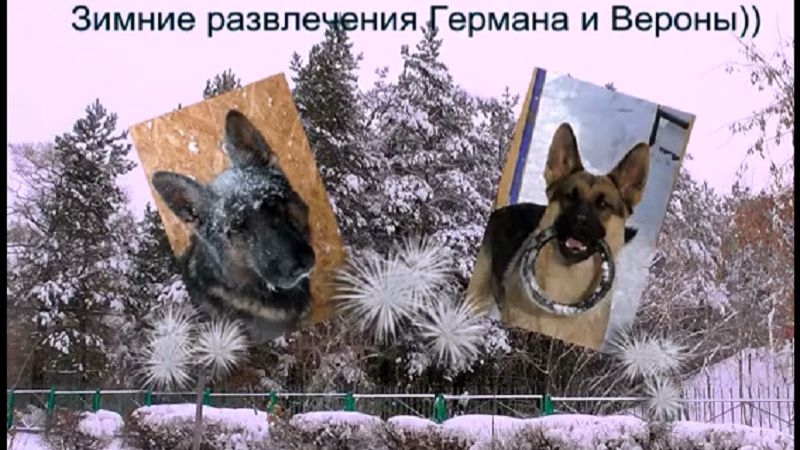 Зимние развлечения Германа и Вероны. Ноябрь 2015