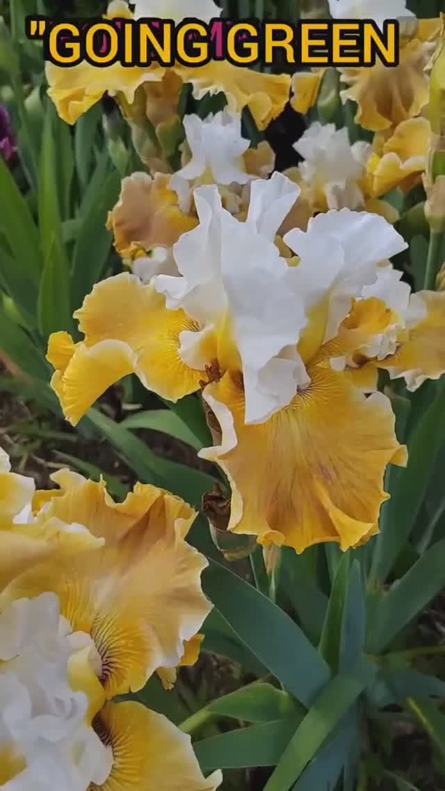 ирис 'Going Green' (Anton Mego by J. Terry Aitken, R. 2008)