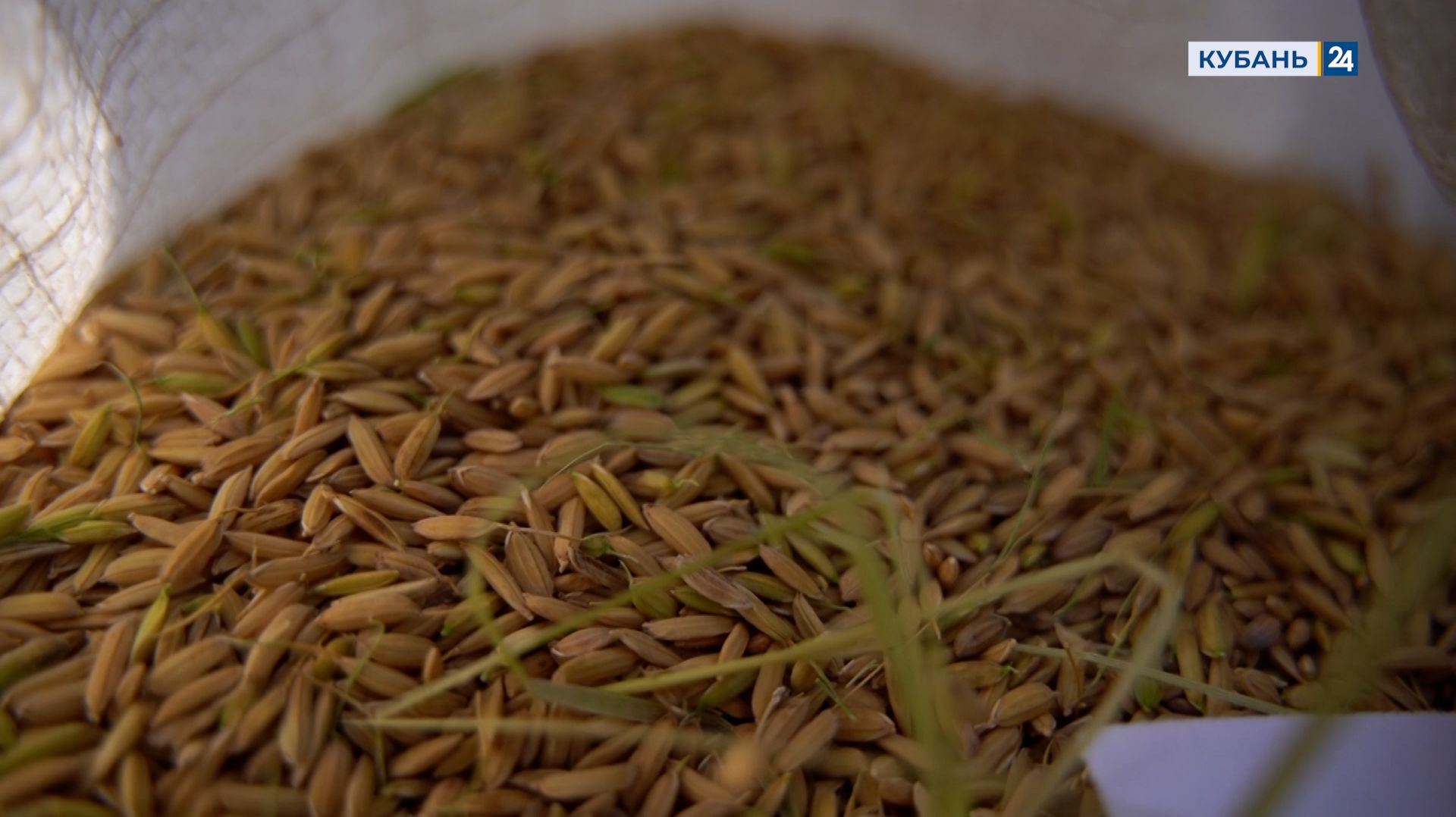 Рис | Мир сельского хозяйства № 89 | 02.12.25