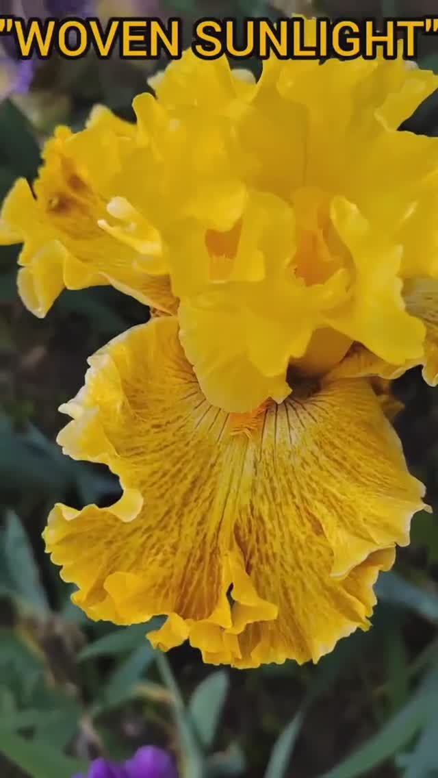 ирис WOVEN SUNLIGHT