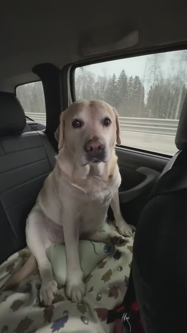 Ульзана anzl.ru едет в Москву