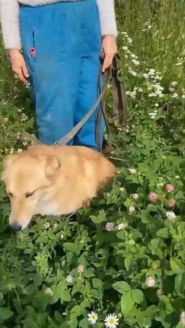 Рыжуня в своём вольере, как тень