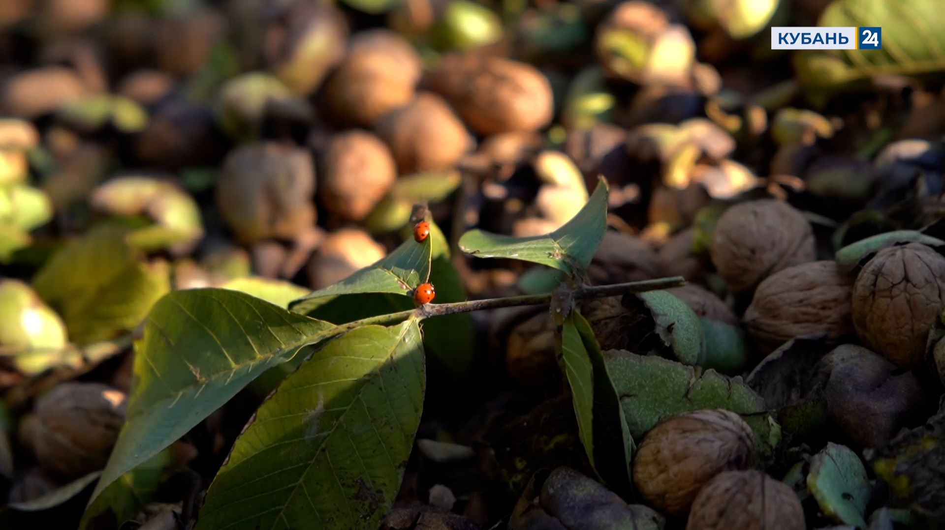 Орехи | Мир сельского хозяйства № 88 | 24.11.25