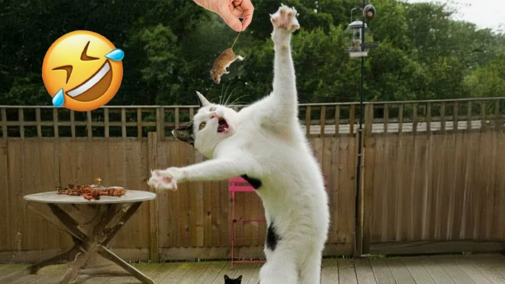 Видео приколы Смешные животные 🐺Я РЖАЛ ДО СЛЕЗ ЛУЧШИЕ ПРИКОЛЫ  С КОТАМИ И СОБАКАМИ