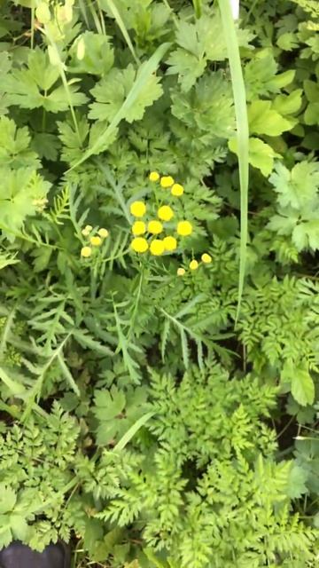 Ленинградская область. Хвойное. 20.07.2024. Растение-Пижма