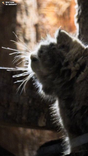 Манул Свэн в сумерках чешется о ветку. Ленинградский зоопарк