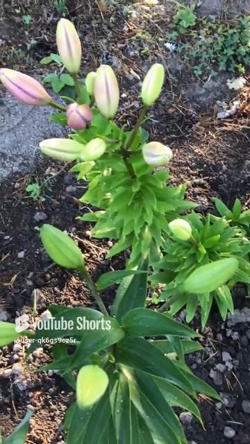 Ленобласть. Хвойное. 17.07.2024. Дача. Лилия Эпизод 2