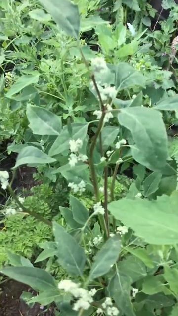 Ленобласть. Хвойное. 20.07.2024. Лебеда растение род двудольных растений семейства Амарантовые