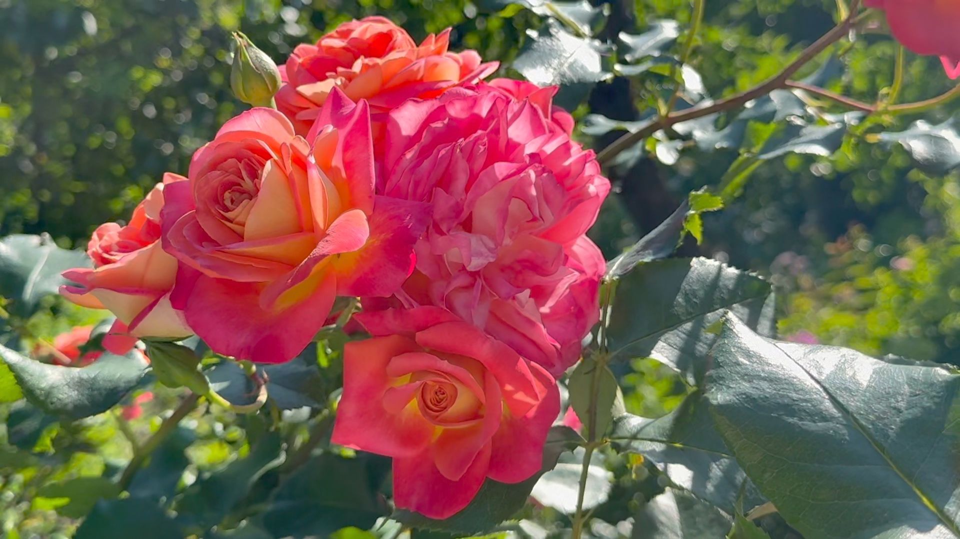 Июль в Саду 16 июля 2025 часть 1