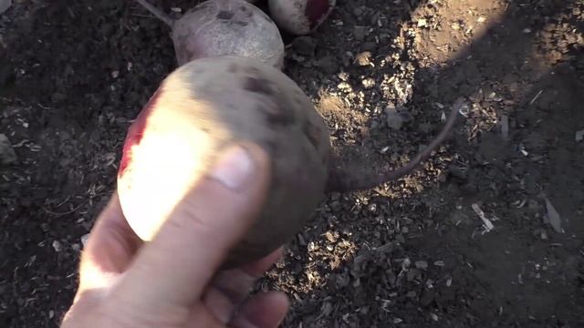 Полезные качества свеклы