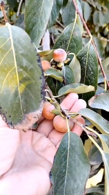 Лаванда #лаванда #ДокторАли #Узбекистан #Коканд #ЛавандовыеПоля #Релакс #Красота #Травы #туризм