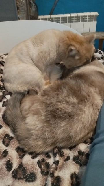 2b4ad8e8-0d84-49aa-8915-61157f8bbc93-1_all_2883.mp4