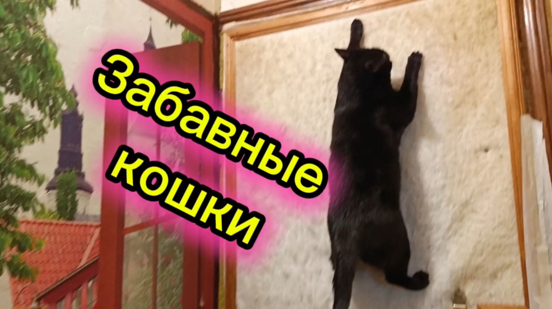 ЗАБАВНЫЕ КОШКИ.