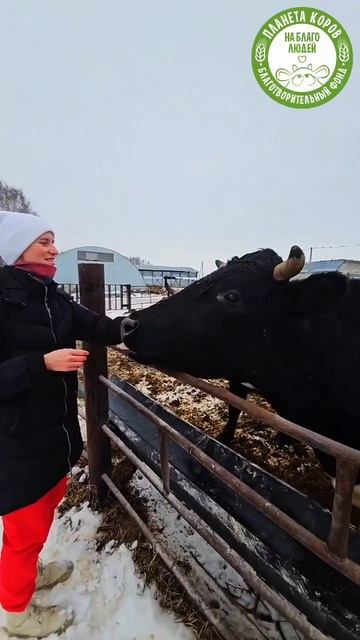 🐄А вы знали, что коровы «Планеты коров»— настоящие звезды объектива?