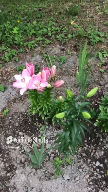 Ленобласть. Хвойное. 21.07.2024. Цветы на даче. Лилии диззи и густомахровая нестези Эпизод 4