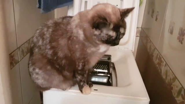 Леся и Сёма - Возможна КОТОстрофа