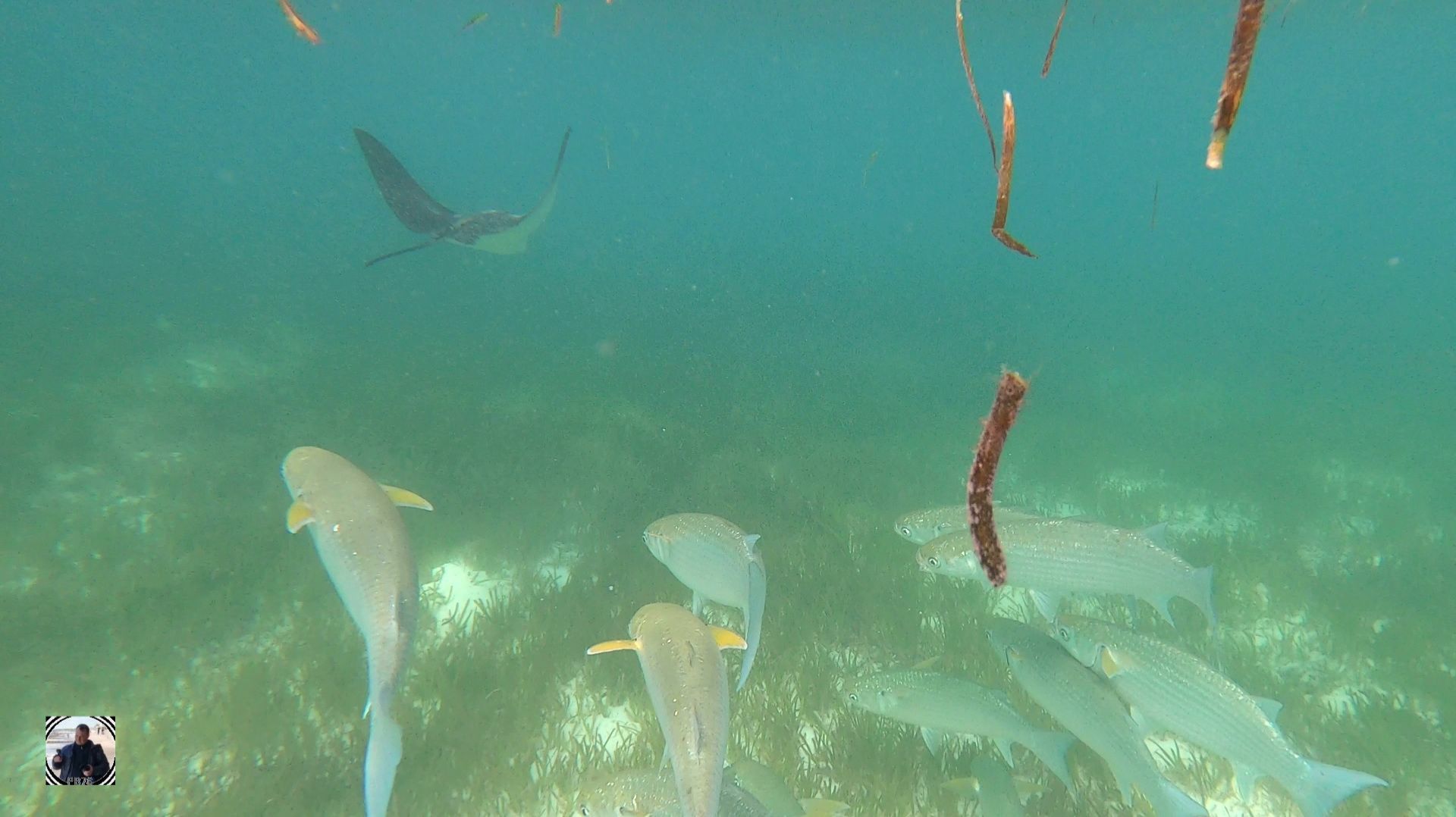 Скат пятнистый орляк, снорклинг, остров Мееру, Мальдивы 2025 #мальдивы #снорклинг #скат #скаторляк