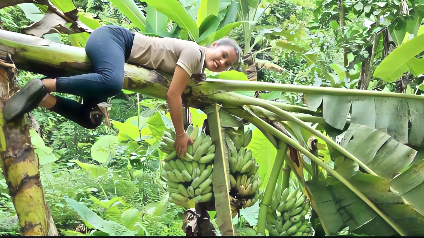 Собираю урожай гигантских зеленых бананов и вещу их на рынок для продажи. Веду хозяйство в огороде