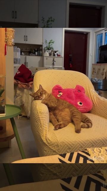 Приходишь после работы домой без сил, а там кот уставший больше тебя