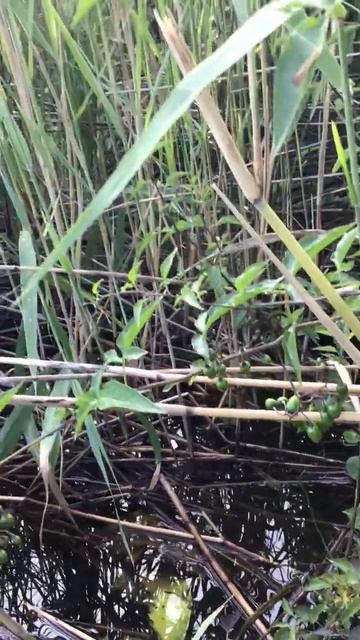 Ленобласть.18.07.2024. Рыбалка. Река Вуокса. Водные растения-паслен с цветами и незрелыми ягодами