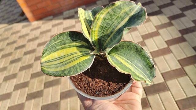 Сансевиерия Дракон Компакта Вариегатный