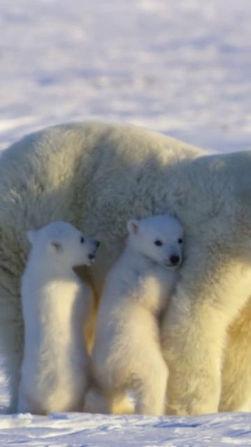 Начнем утро с белых медвежат